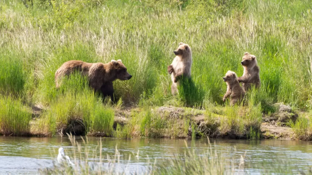 Bears in the Park