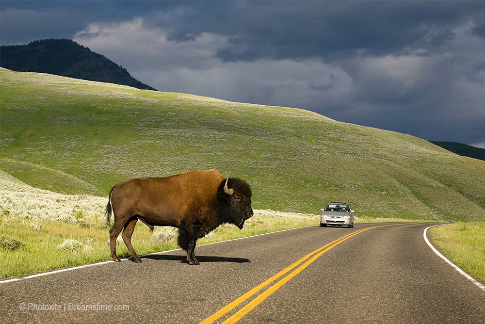 yellowstone